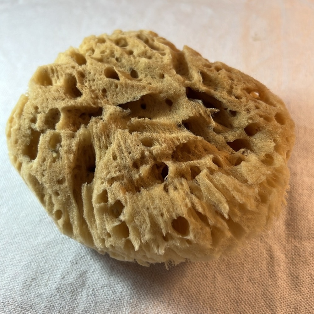 Sea Sponge - Picture 2 of 3